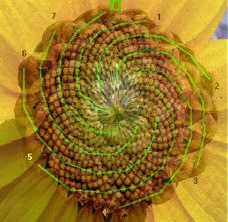 Fibonacci Fibonacci Flower